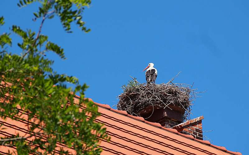 <p>Ein Storch steht in seinem Nest, dass auf einem Dach mit roten Dachziegeln liegt. Link ragen grüne Blätter ins Bild.</p>