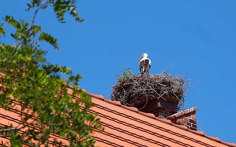 <p>Ein Storch steht in seinem Nest, dass auf einem Dach mit roten Dachziegeln liegt. Link ragen grüne Blätter ins Bild.</p>