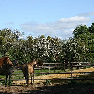 Pferde auf einer Koppel