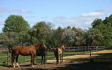 Pferde auf einer Koppel