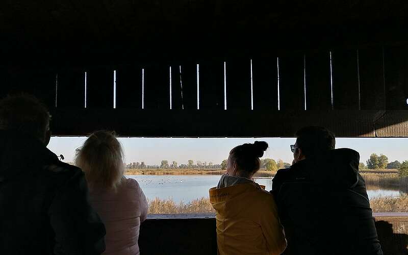 <p>Vier Personen stehen in einem hölzernen Beobachtungsstand und blicken durch einen schmalen Spalt auf die von Wasservögeln besiedelte Teichlandschaft.</p>