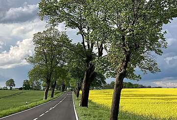 Landstraße mit Rapsfeld