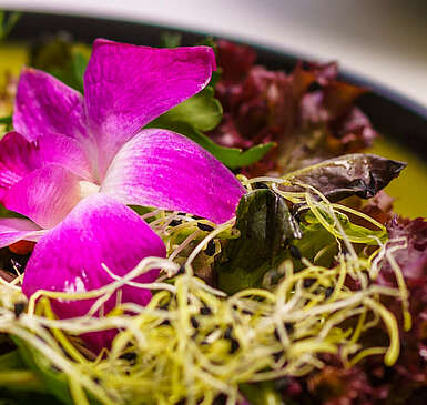 <p>Fotos eines grünen, hübsch angerichteten Tellers mit roter Salami, kleinen Tomatenhälften, Salat und violetten Blüten.</p>