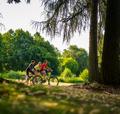 <p>Drei Radfahrerinnen auf einem Weg im sonnendurchfluteten Wald.</p>