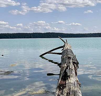 Der glasklare Stechlinsee
