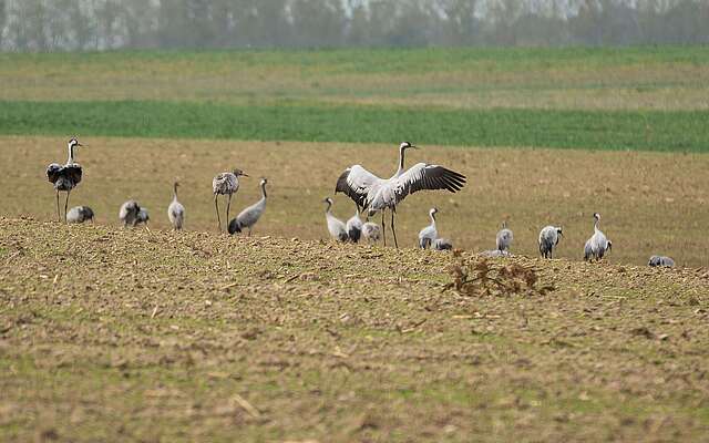 Kraniche auf Feld.